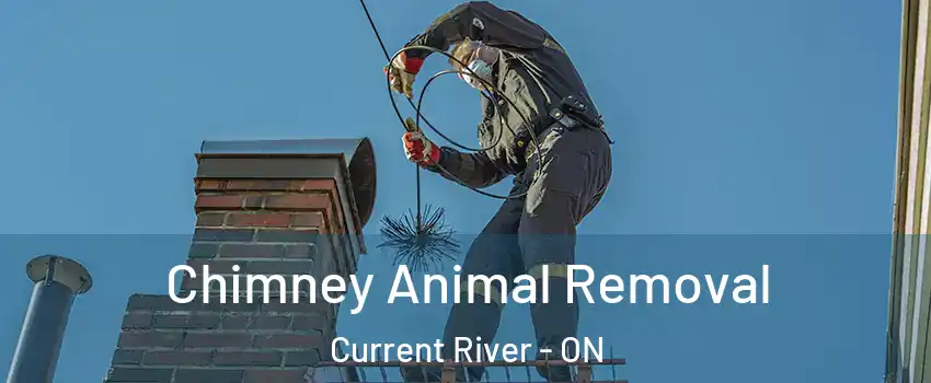 Chimney Animal Removal Current River - ON