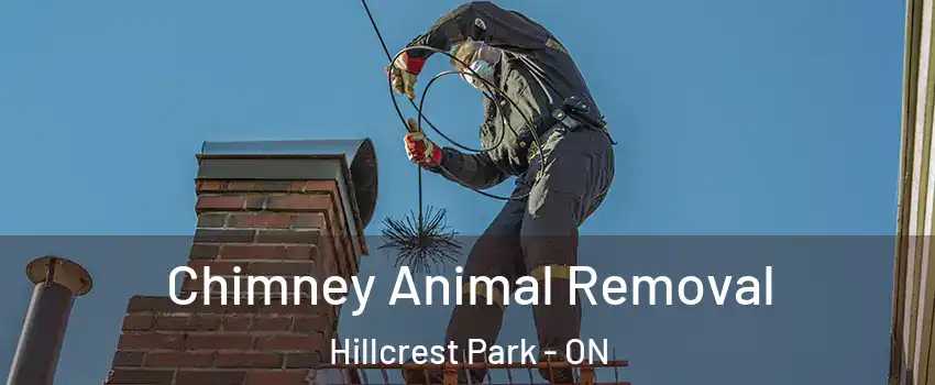 Chimney Animal Removal Hillcrest Park - ON
