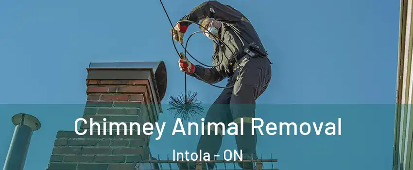 Chimney Animal Removal Intola - ON