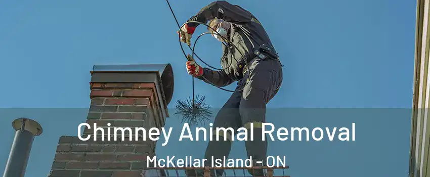 Chimney Animal Removal McKellar Island - ON