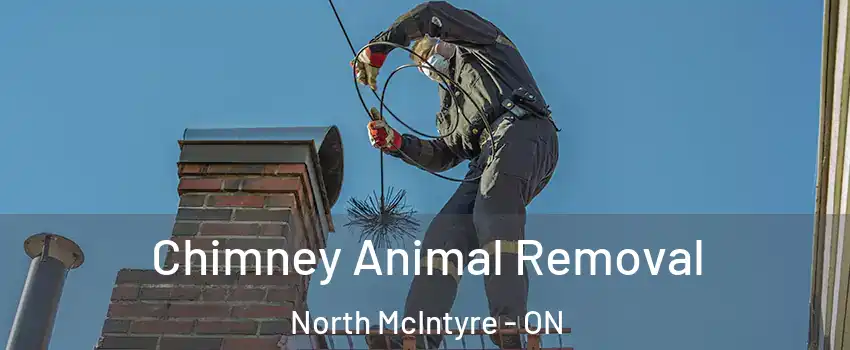 Chimney Animal Removal North McIntyre - ON