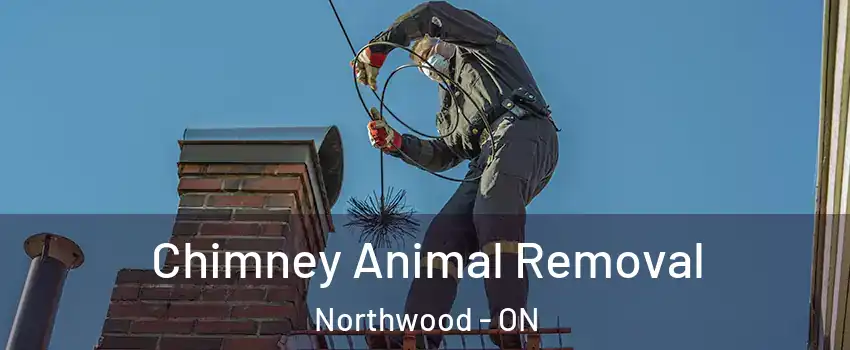 Chimney Animal Removal Northwood - ON