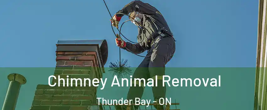 Chimney Animal Removal Thunder Bay - ON