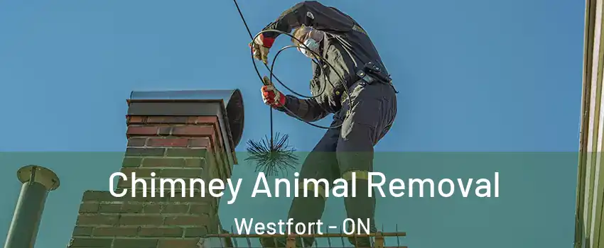 Chimney Animal Removal Westfort - ON