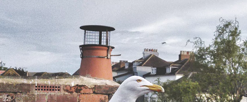 Chimney Cap Bird Guard Repair in Hillcrest Park, Ontario